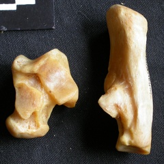 Talus et calcanéus (17494 visites) Panthera pardus - Mâle - Adulte - Éléments droitsCollection : Département d'Ostéologie du Musé... Talus et calcanéus
