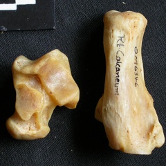Talus y calcáneo (17862 visitas) Panthera pardus - Macho - Adulto - Elementos derechosColección : Departamento d'Osteología del Mus... Talus y calcáneo