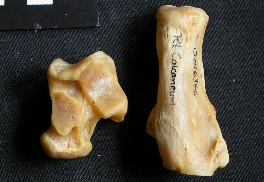 Talus and calcaneus