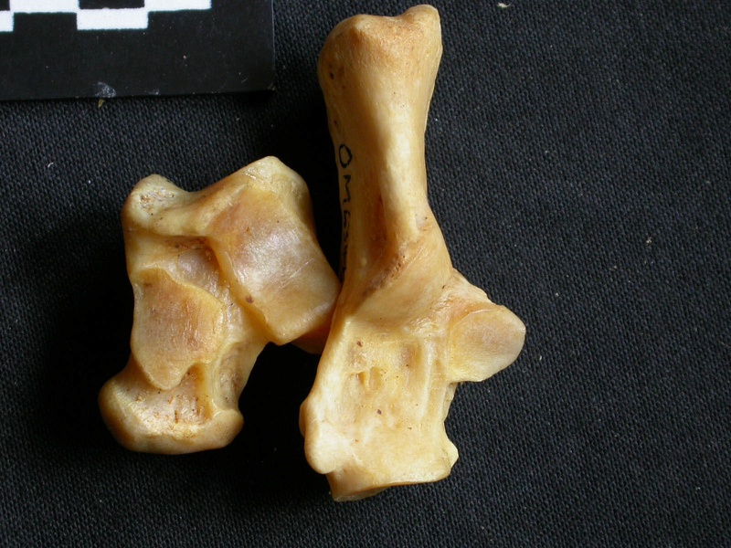 Talus y calcáneo (17756 visitas) Panthera pardus - Macho - Adulto - Elementos derechosColección : Departamento d'Osteología del Mus... Talus y calcáneo