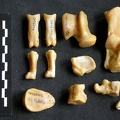 Tarse et phalanges (33737 visites) Panthera pardus - Mâle - Adulte - Éléments droitsCollection : Département d'Ostéologie du Musé... Tarse et phalanges