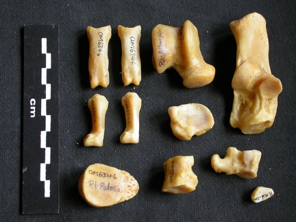 Tarse et phalanges (33683 visites) Panthera pardus - Mâle - Adulte - Éléments droitsCollection : Département d'Ostéologie du Musé... Tarse et phalanges