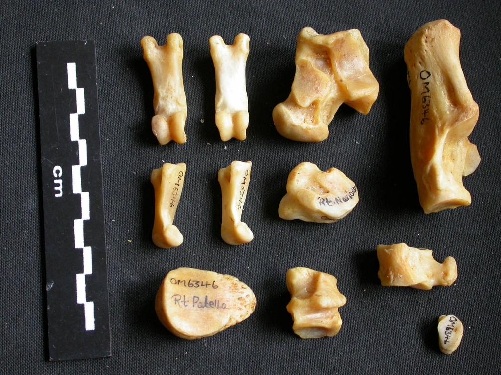 Tarse et phalanges (33440 visites) Panthera pardus - Mâle - Adulte - Éléments droitsCollection : Département d'Ostéologie du Musé... Tarse et phalanges