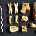 Tarse et phalanges (33495 visites) Panthera pardus - Mâle - Adulte - Éléments droitsCollection : Département d'Ostéologie du Musé... Tarse et phalanges