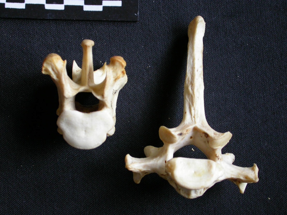 Vertèbres thoraciques (17311 visites) Panthera pardus - Mâle - AdulteCollection : Département d'Ostéologie du Musée National du Kenya,... Vertèbres thoraciques
