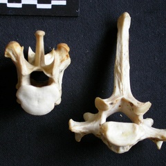Vertèbres thoraciques (17269 visites) Panthera pardus - Mâle - AdulteCollection : Département d'Ostéologie du Musée National du Kenya,... Vertèbres thoraciques