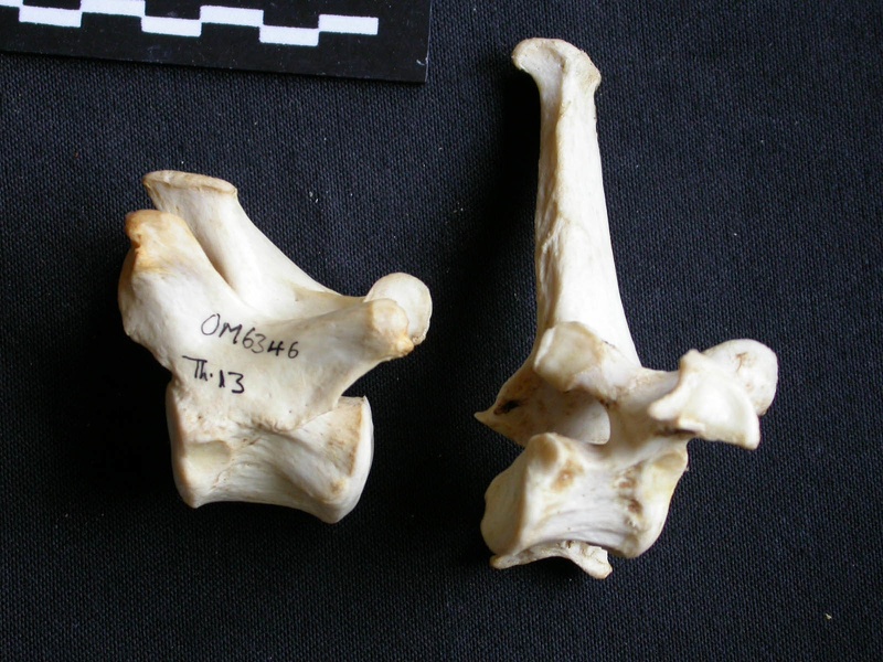 Thoracic vertebrae