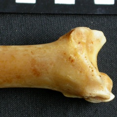 Tibia : partie distale (16028 visites) Panthera pardus - Mâle - Adulte - Élément droitCollection : Département d'Ostéologie du Musée ... Tibia : partie distale