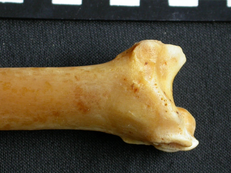 Tibia : parte distal (16028 visitas) Panthera pardus - Macho - Adulto - Elemento derechoColección : Departamento d'Osteología del Museo... Tibia : parte distal