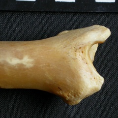Tibia : partie distale (15584 visites) Panthera pardus - Mâle - Adulte - Élément droitCollection : Département d'Ostéologie du Musée ... Tibia : partie distale