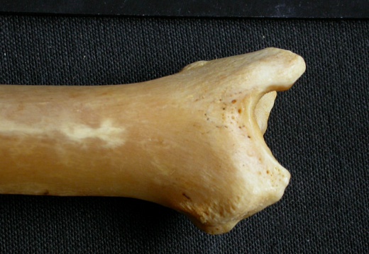 Tibia : partie distale (15542 visites) Panthera pardus - Mâle - Adulte - Élément droitCollection : Département d'Ostéologie du Musée ... Tibia : partie distale
