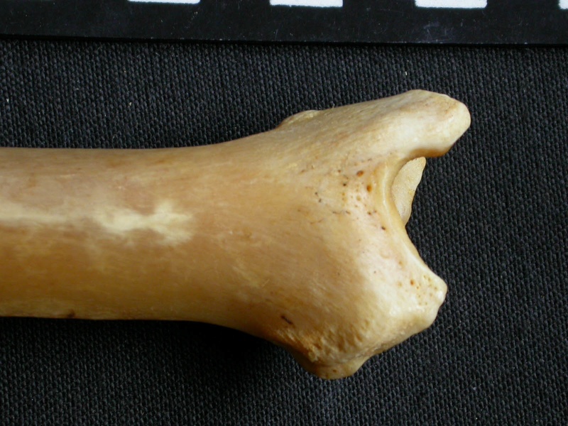 Tibia : parte distal (15584 visitas) Panthera pardus - Macho - Adulto - Elemento derechoColección : Departamento d'Osteología del Museo... Tibia : parte distal