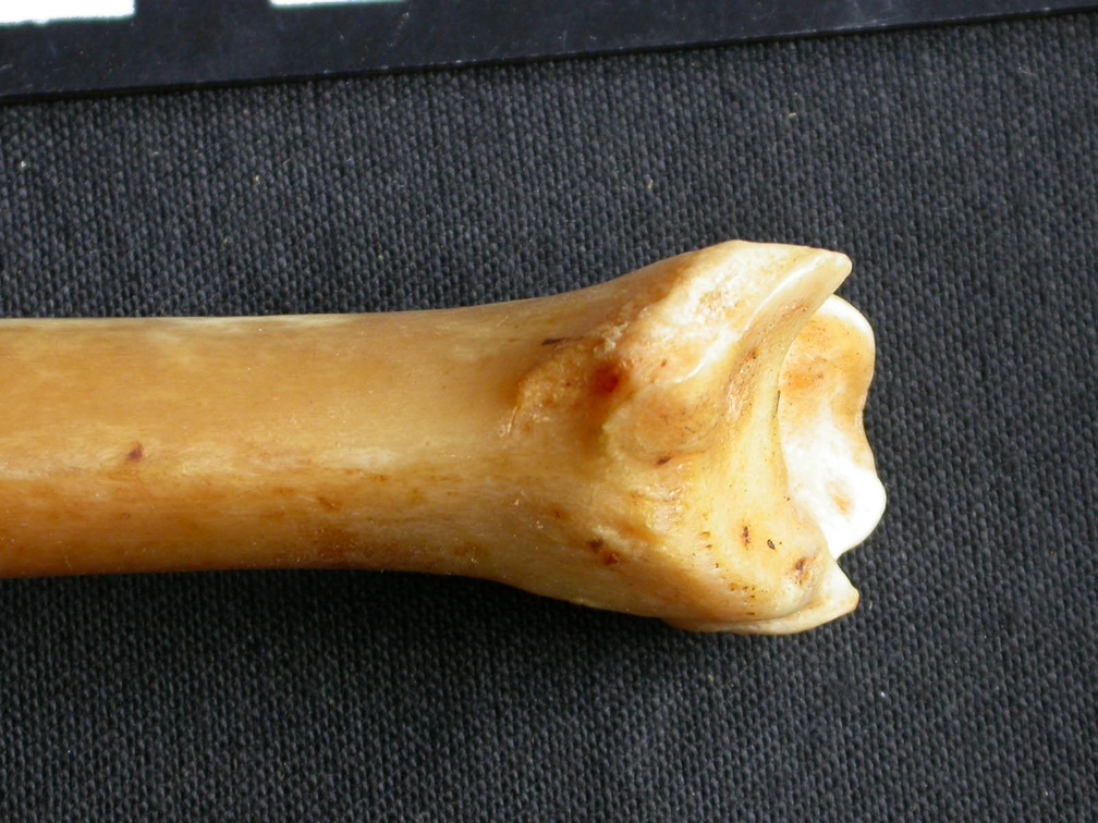 Tibia : partie distale (15260 visites) Panthera pardus - Mâle - Adulte - Élément droitCollection : Département d'Ostéologie du Musée ... Tibia : partie distale
