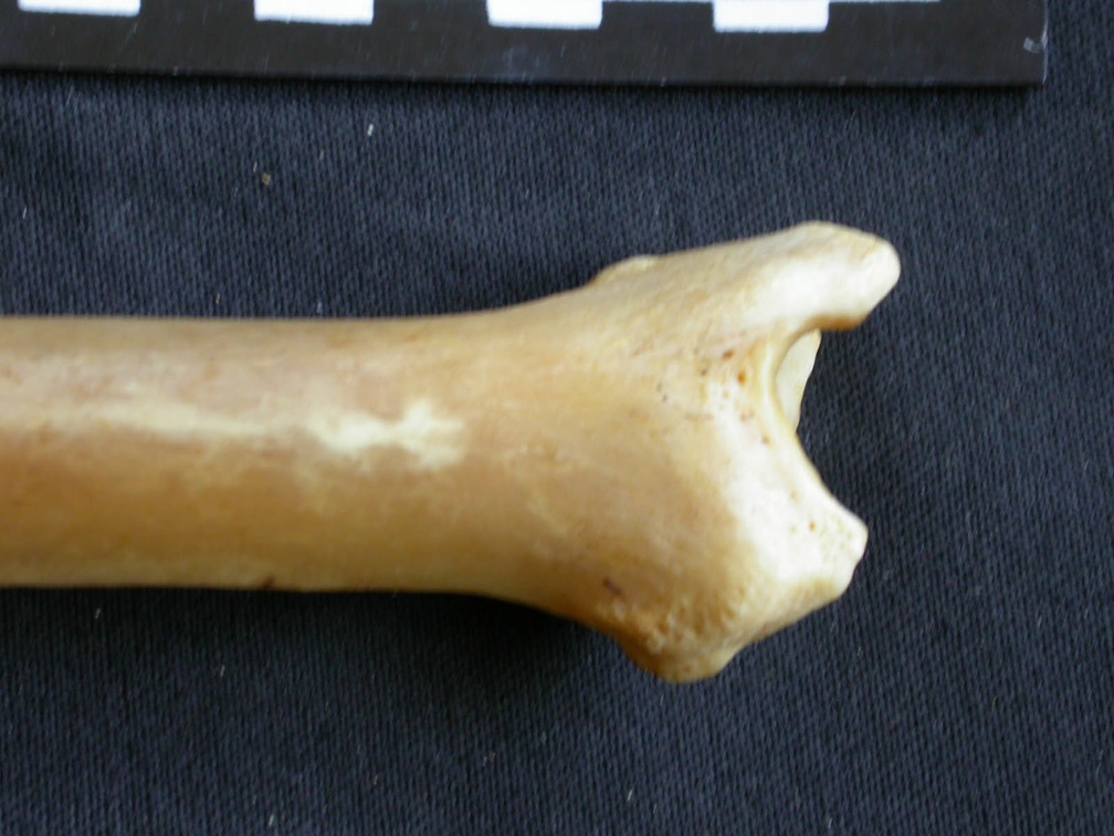 Tibia : partie distale (14966 visites) Panthera pardus - Mâle - Adulte - Élément droitCollection : Département d'Ostéologie du Musée ... Tibia : partie distale