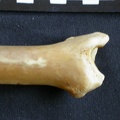 Tibia : partie distale (15318 visites) Panthera pardus - Mâle - Adulte - Élément droitCollection : Département d'Ostéologie du Musée ... Tibia : partie distale