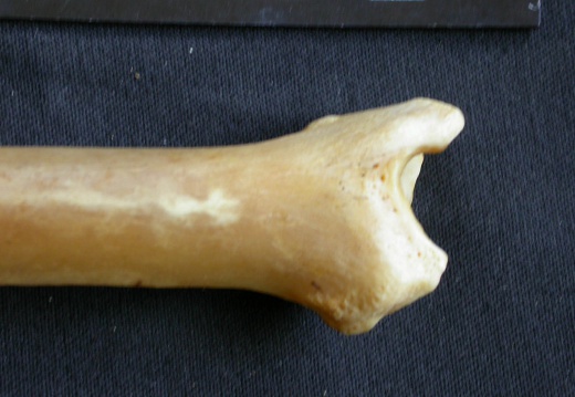 Tibia : partie distale (14962 visites) Panthera pardus - Mâle - Adulte - Élément droitCollection : Département d'Ostéologie du Musée ... Tibia : partie distale