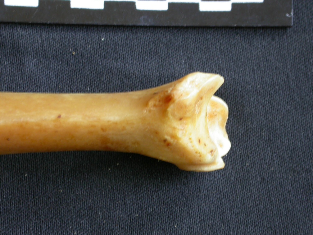 Tibia : partie distale (14552 visites) Panthera pardus - Mâle - Adulte - Élément droitCollection : Département d'Ostéologie du Musée ... Tibia : partie distale