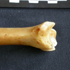 Tibia : partie distale (14607 visites) Panthera pardus - Mâle - Adulte - Élément droitCollection : Département d'Ostéologie du Musée ... Tibia : partie distale