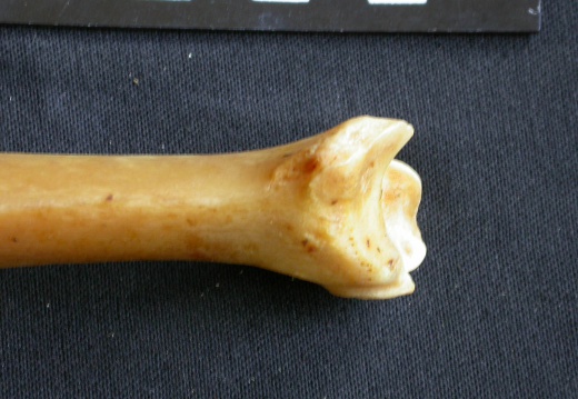 Tibia : partie distale (14548 visites) Panthera pardus - Mâle - Adulte - Élément droitCollection : Département d'Ostéologie du Musée ... Tibia : partie distale