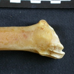 Tibia : partie distale (14626 visites) Panthera pardus - Mâle - Adulte - Élément droitCollection : Département d'Ostéologie du Musée ... Tibia : partie distale