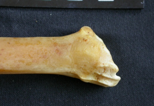 Tibia : partie distale (14571 visites) Panthera pardus - Mâle - Adulte - Élément droitCollection : Département d'Ostéologie du Musée ... Tibia : partie distale