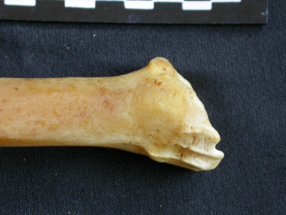 Tibia : partie distale (14630 visites) Panthera pardus - Mâle - Adulte - Élément droitCollection : Département d'Ostéologie du Musée ... Tibia : partie distale