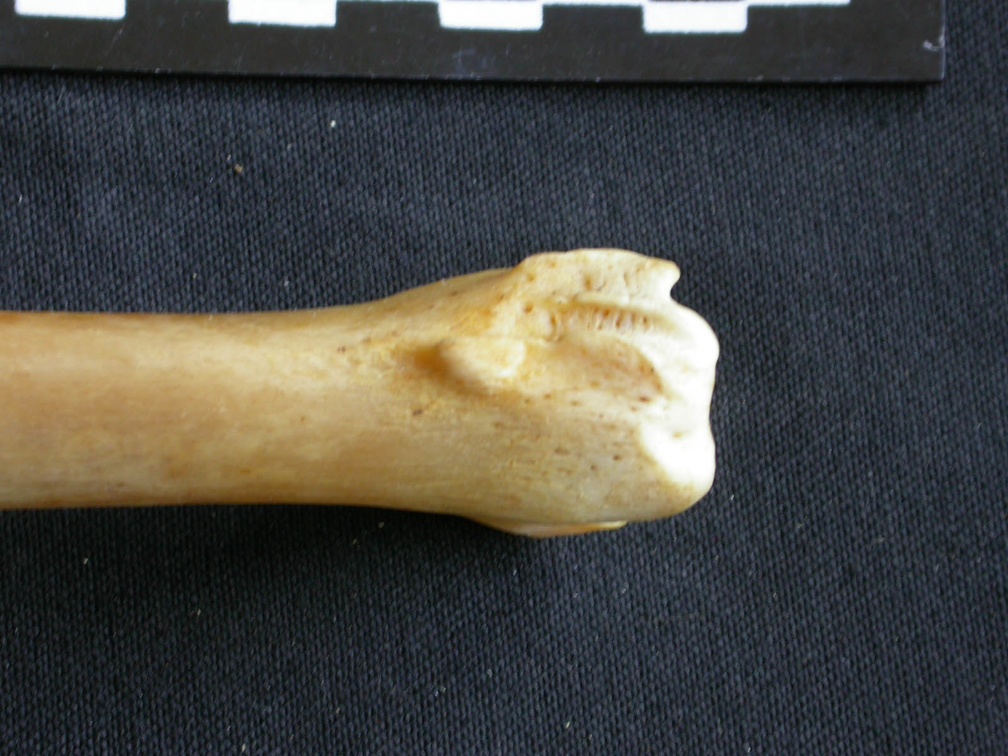 Tibia : partie distale (15555 visites) Panthera pardus - Mâle - Adulte - Élément droitCollection : Département d'Ostéologie du Musée ... Tibia : partie distale