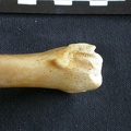 Tibia : partie distale (15748 visites) Panthera pardus - Mâle - Adulte - Élément droitCollection : Département d'Ostéologie du Musée ... Tibia : partie distale