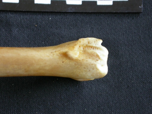 Tibia : partie distale (15454 visites) Panthera pardus - Mâle - Adulte - Élément droitCollection : Département d'Ostéologie du Musée ... Tibia : partie distale