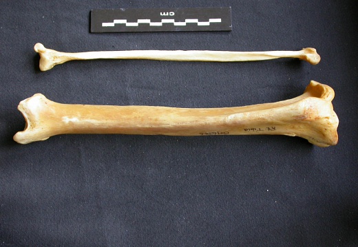 Tibia et fibula (15351 visites) Panthera pardus - Mâle - Adulte - Éléments droitsCollection : Département d'Ostéologie du Musé... Tibia et fibula