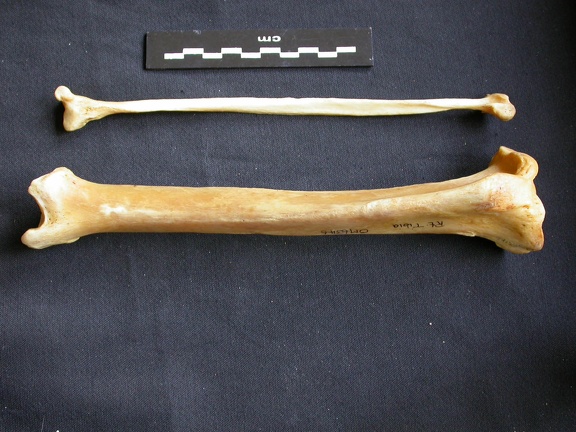 Tibia y fíbula (15806 visitas) Panthera pardus - Macho - Adulto - Elementos derechosColección : Departamento d'Osteología del Mus... Tibia y fíbula