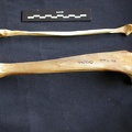 Tibia et fibula (14333 visites) Panthera pardus - Mâle - Adulte - Éléments droitsCollection : Département d'Ostéologie du Musé... Tibia et fibula
