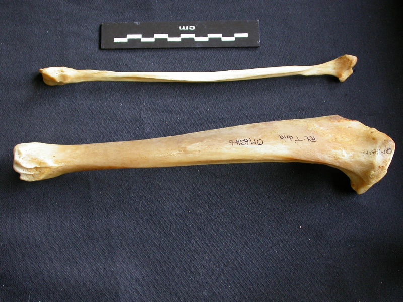 Tibia et fibula (14402 visites) Panthera pardus - Mâle - Adulte - Éléments droitsCollection : Département d'Ostéologie du Musé... Tibia et fibula