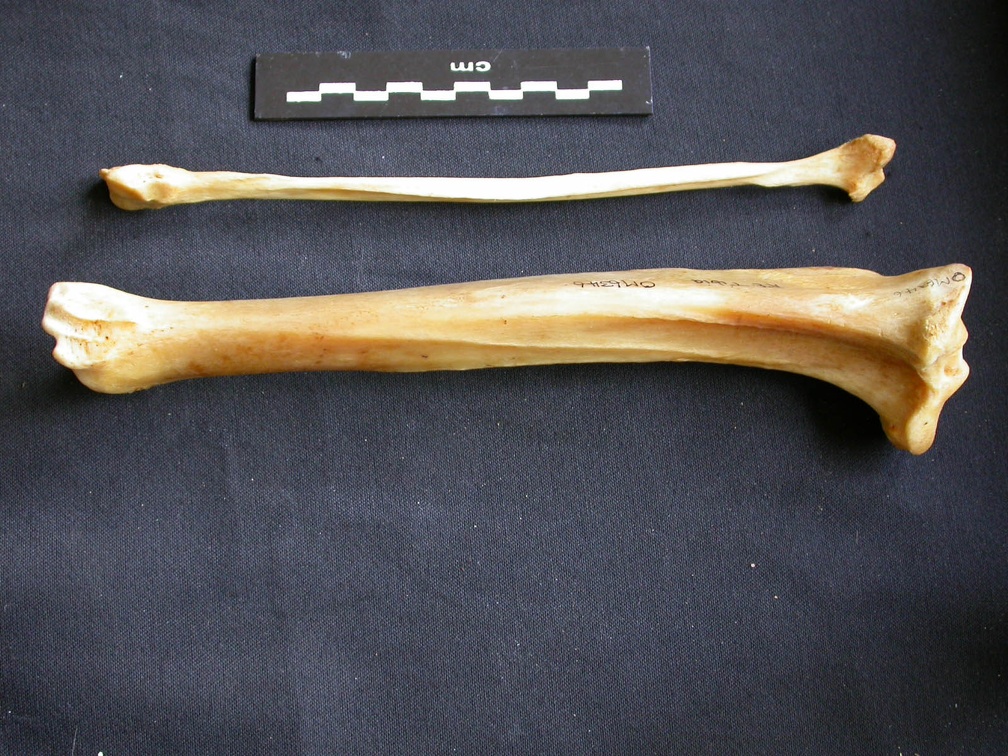 Tibia et fibula (15356 visites) Panthera pardus - Mâle - Adulte - Éléments droitsCollection : Département d'Ostéologie du Musé... Tibia et fibula