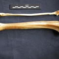 Tibia et fibula (14946 visites) Panthera pardus - Mâle - Adulte - Éléments droitsCollection : Département d'Ostéologie du Musé... Tibia et fibula