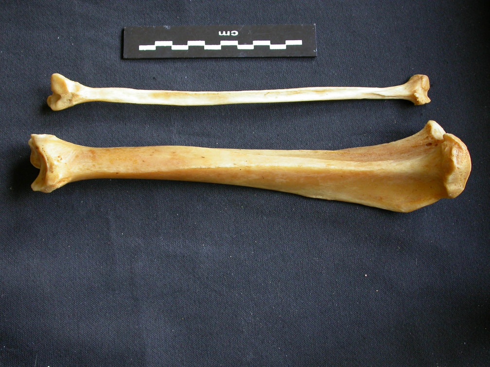 Tibia et fibula (15838 visites) Panthera pardus - Mâle - Adulte - Éléments droitsCollection : Département d'Ostéologie du Musé... Tibia et fibula