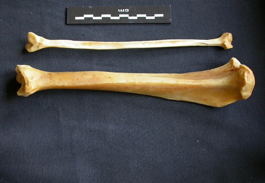 Tibia et fibula (15242 visites) Panthera pardus - Mâle - Adulte - Éléments droitsCollection : Département d'Ostéologie du Musé... Tibia et fibula