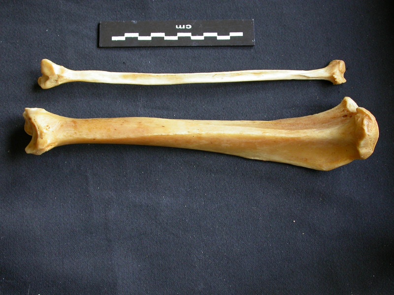 Tibia et fibula (15527 visites) Panthera pardus - Mâle - Adulte - Éléments droitsCollection : Département d'Ostéologie du Musé... Tibia et fibula