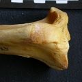 Tibia : partie proximale (12714 visites) Panthera pardus - Mâle - Adulte - Élément droitCollection : Département d'Ostéologie du Musée ... Tibia : partie proximale