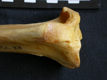 Tibia : partie proximale (12599 visites) Panthera pardus - Mâle - Adulte - Élément droitCollection : Département d'Ostéologie du Musée ... Tibia : partie proximale
