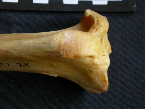 Tibia : partie proximale (13020 visites) Panthera pardus - Mâle - Adulte - Élément droitCollection : Département d'Ostéologie du Musée ... Tibia : partie proximale