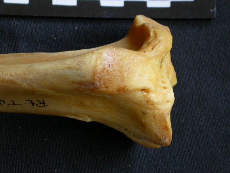 Tibia : partie proximale (12726 visites) Panthera pardus - Mâle - Adulte - Élément droitCollection : Département d'Ostéologie du Musée ... Tibia : partie proximale