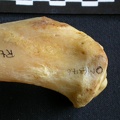 Tibia : partie proximale (13560 visites) Panthera pardus - Mâle - Adulte - Élément droitCollection : Département d'Ostéologie du Musée ... Tibia : partie proximale