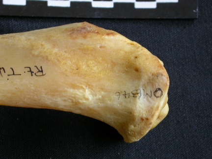 Tibia : partie proximale (13726 visites) Panthera pardus - Mâle - Adulte - Élément droitCollection : Département d'Ostéologie du Musée ... Tibia : partie proximale
