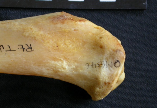 Tibia : partie proximale (13528 visites) Panthera pardus - Mâle - Adulte - Élément droitCollection : Département d'Ostéologie du Musée ... Tibia : partie proximale