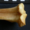 Tibia : partie proximale (13549 visites) Panthera pardus - Mâle - Adulte - Élément droitCollection : Département d'Ostéologie du Musée ... Tibia : partie proximale