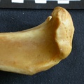 Tibia : partie proximale (13954 visites) Panthera pardus - Mâle - Adulte - Élément droitCollection : Département d'Ostéologie du Musée ... Tibia : partie proximale