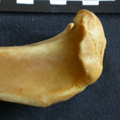 Tibia : partie proximale (14065 visites) Panthera pardus - Mâle - Adulte - Élément droitCollection : Département d'Ostéologie du Musée ... Tibia : partie proximale