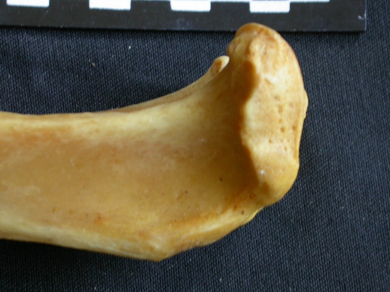 Tibia : partie proximale (13968 visites) Panthera pardus - Mâle - Adulte - Élément droitCollection : Département d'Ostéologie du Musée ... Tibia : partie proximale
