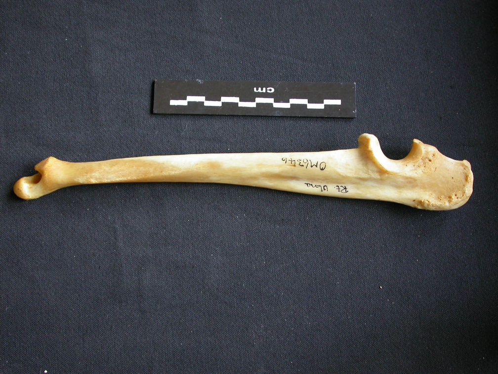 Ulna (14257 visites) Panthera pardus - Mâle - Adulte - Élément droitCollection : Département d'Ostéologie du Musée ... Ulna